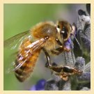 Pszczoły, pszczelarstwo